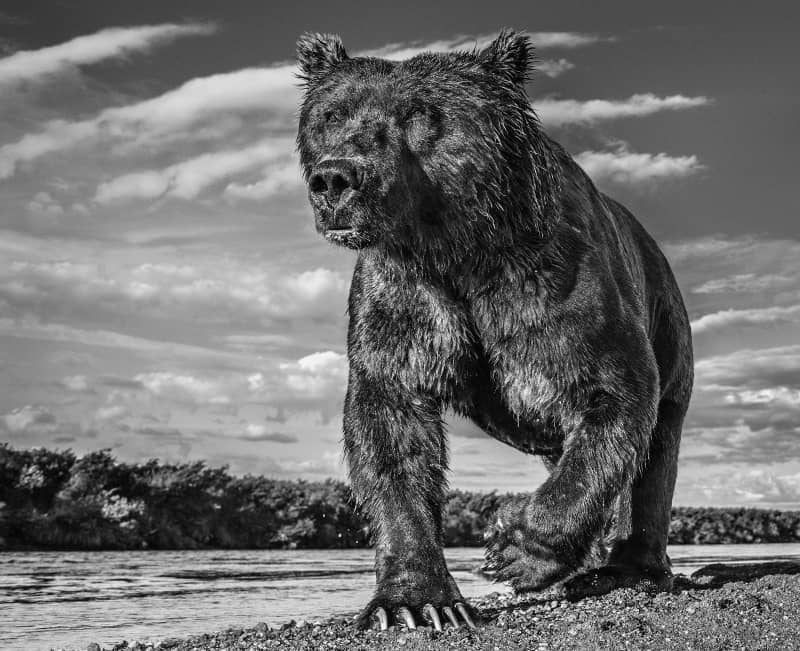 David Yarrow Fisher King Archival Pigment Print