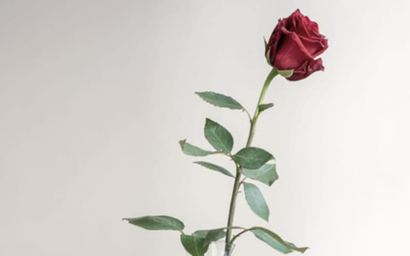 Link to Skulpturenpark Waldfrieden, Wuppertal