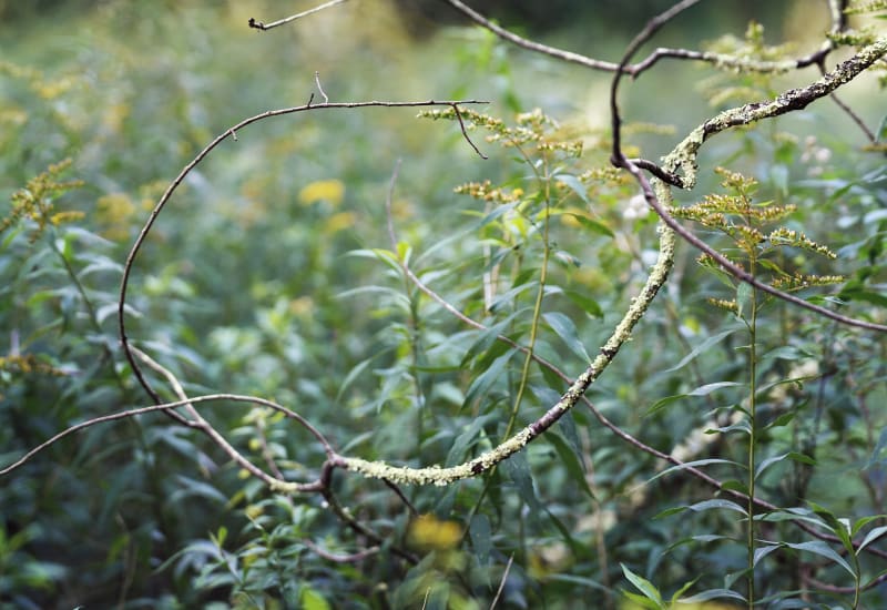Janelle Lynch featured in What We’ve Been Up To: Landscape