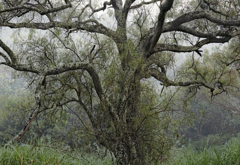 Janelle Lynch featured in Eztetyka da Terra