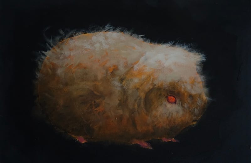 Tony Beaver, Guinea Pig 4, 2024
