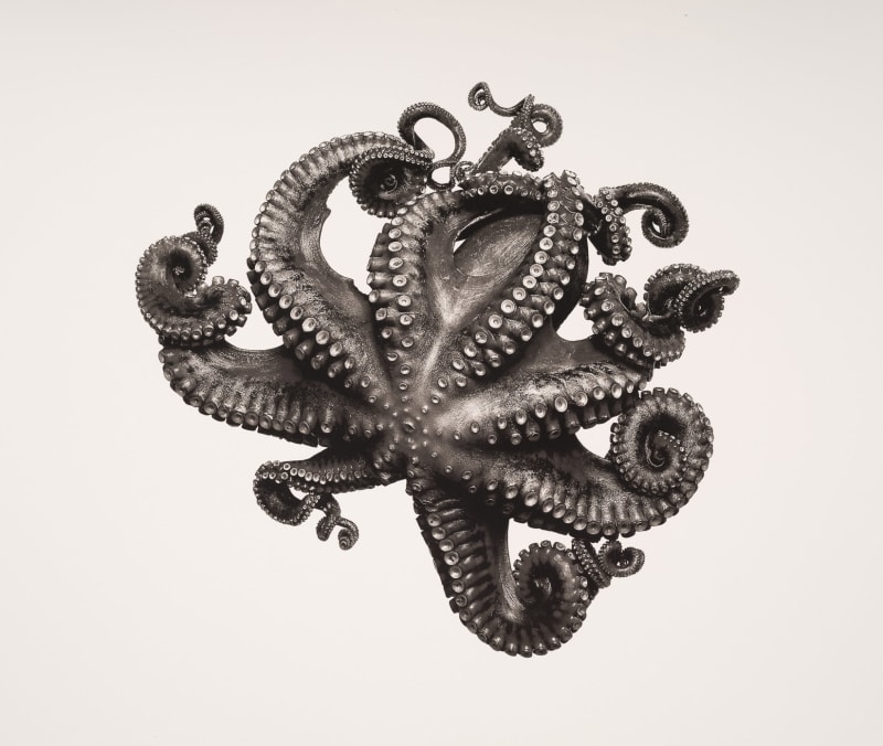 Jan C. Schlegel, Octopus Vulgaris, 2018