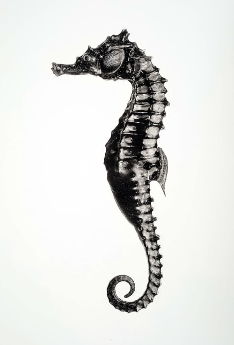 Jan C. Schlegel, Hippocampus Barbouri (Male, wet), 2018