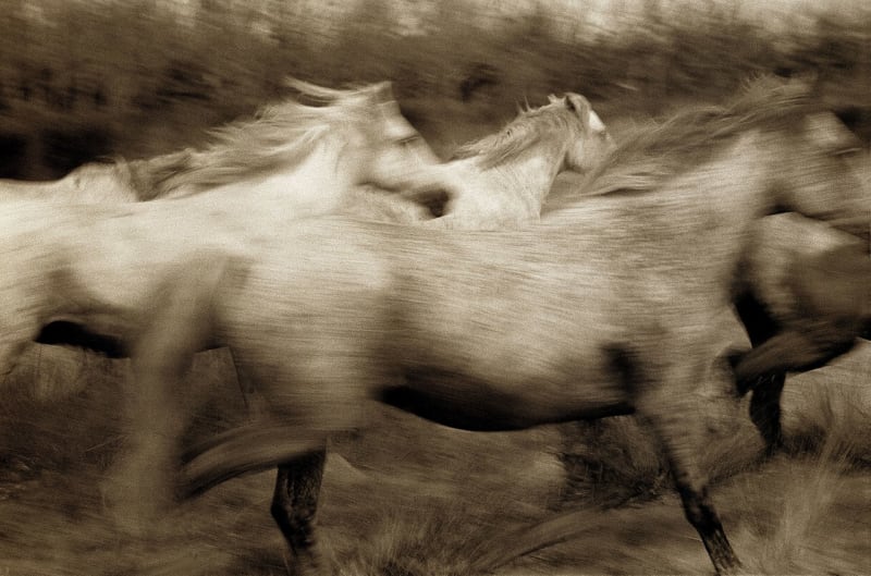 Robert Farber, Running Horses, France, 1989