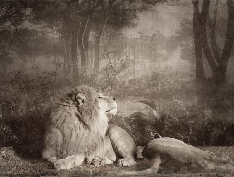 Jan Gulfoss, Couple de lions, 2015