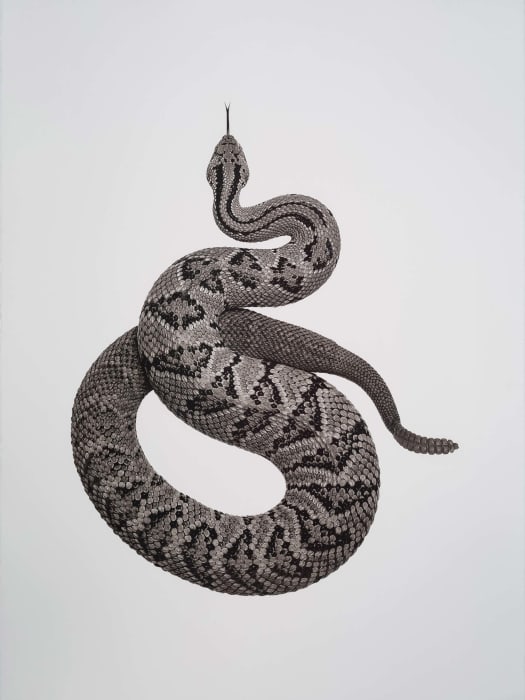 Jan C. Schlegel, Crotalus culminatus (Rattle Snake), 2020