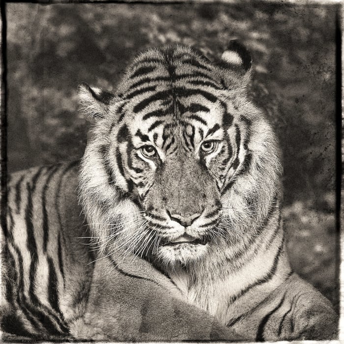 Jan Gulfoss, Sumatra Tiger, c. 2013-2016