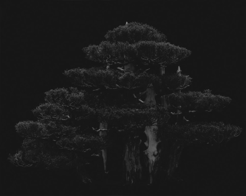 Bianca Sforni, Hollywood Juniper, 2003