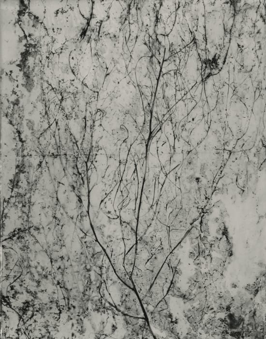 Byung-hun Min, WV014 from the Weed Series, 1996