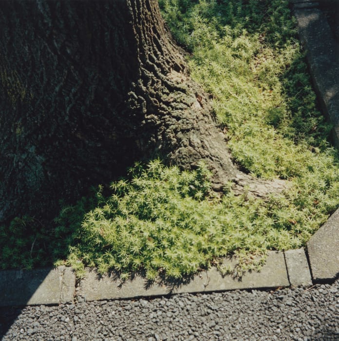 Mikiko Hara, Untitled, 2018