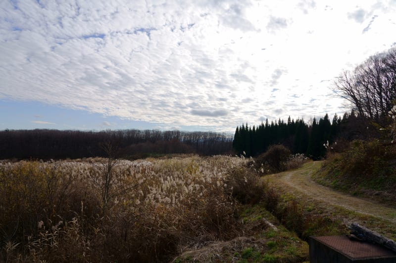Takahiro Kaneyama, Field in Fukushima, 2020