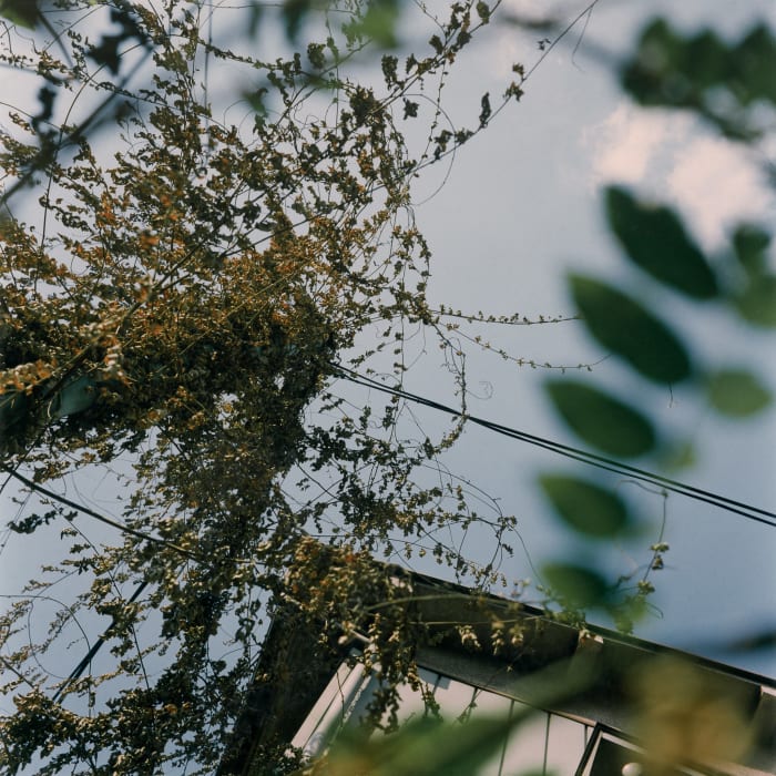 Mikiko Hara, Untitled, 1996
