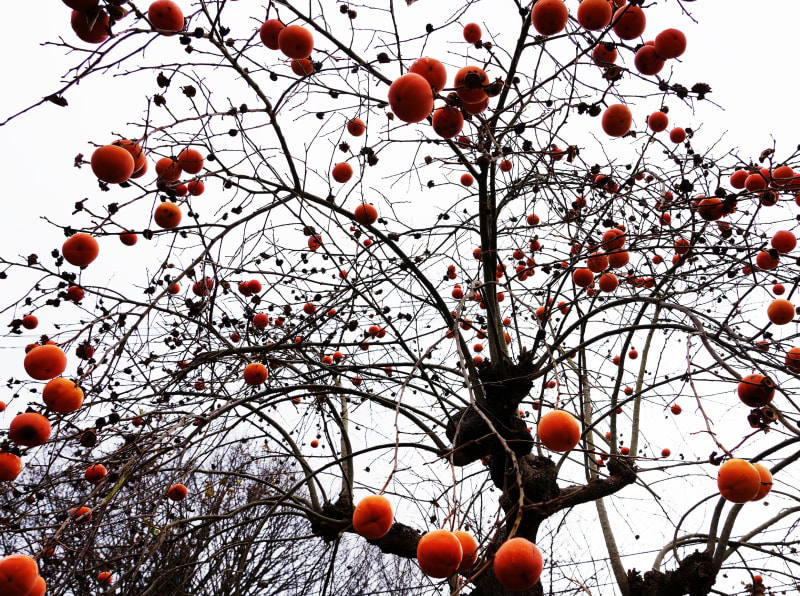 Takahiro Kaneyama, Persimmon