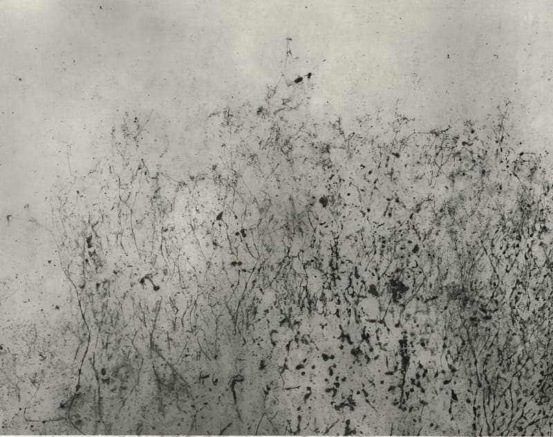 Byung-hun Min, WV018 from the Weed Series, 1996