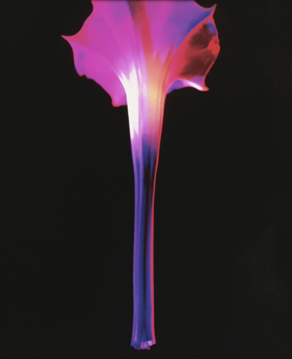 Bianca Sforni, Untitled (Datura Flower AFD-F79), 1998