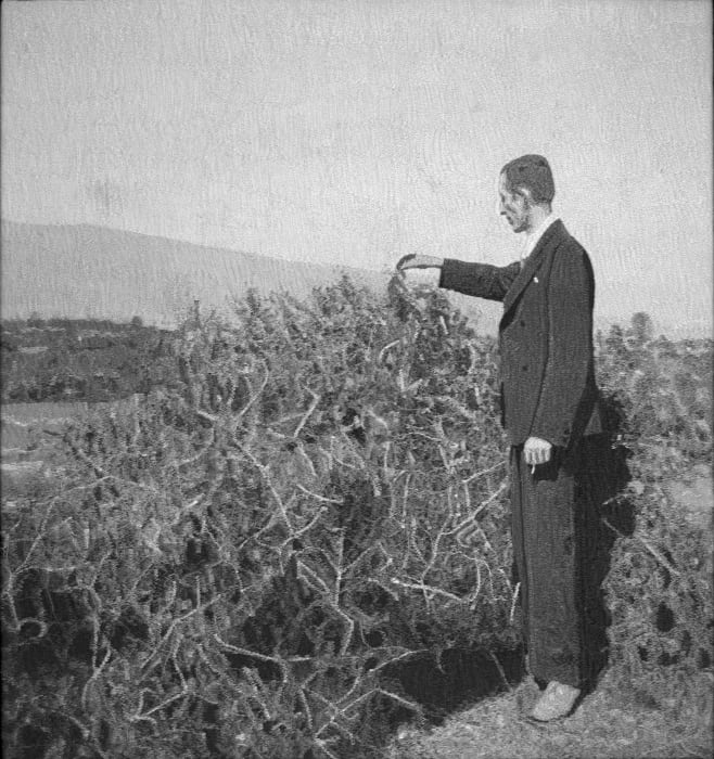 Mustafa Boğa 穆斯塔法·博伽, Man in a field 男人与旷野, 2025