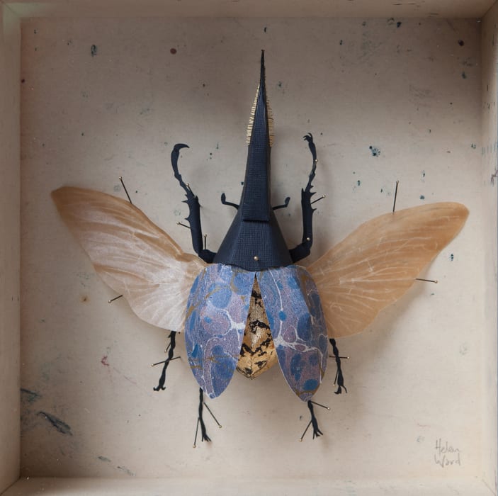 Helen Ward, Blue Hercules Beetle, 2019