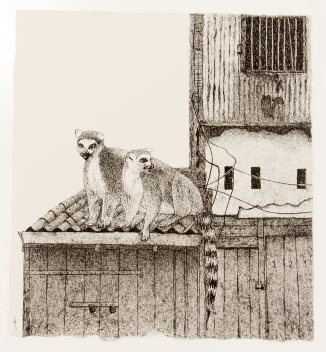 Firi Rahman, Lemur, 2018