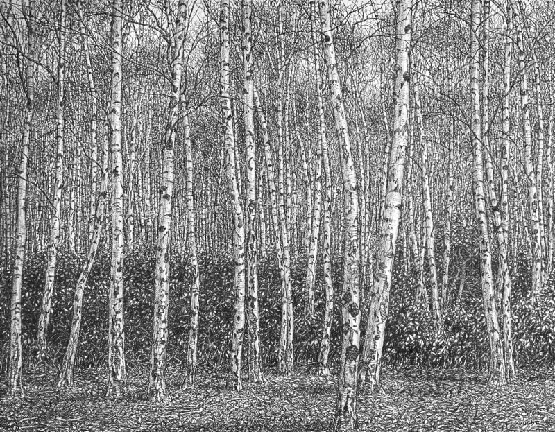 Roy Wright PS, At the Edge of a Silver Birch Forest