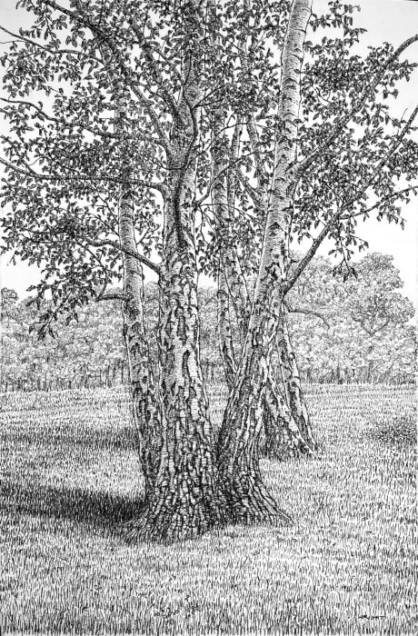 Roy Wright PS, Silver Birches (Late Summer)