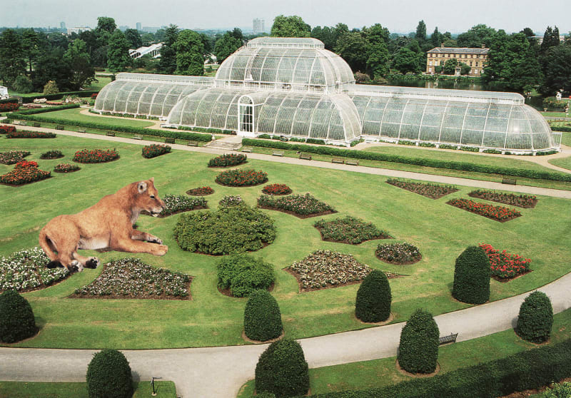 Vikky Alexander, Lioness at Kew Gardens, 2013