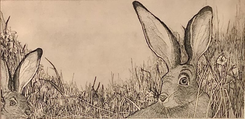 Tallmadge Doyle, Black-tailed Jack Rabbits