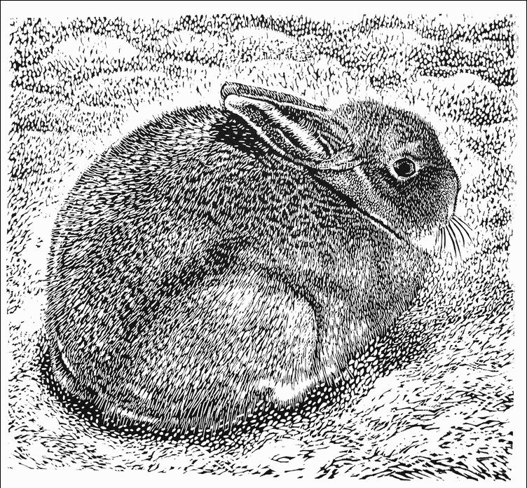 Marit Berg, Small Mountain Hare