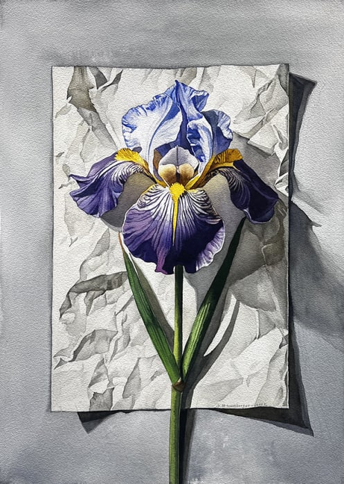 George Mauersberger, Iris on Paper , 2025