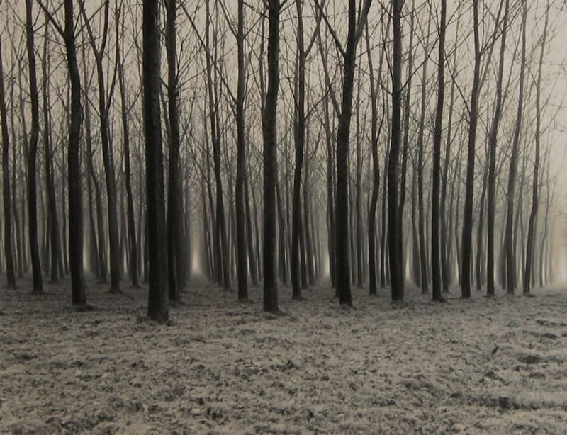 Linda Butler, Poplar Forest, 2000