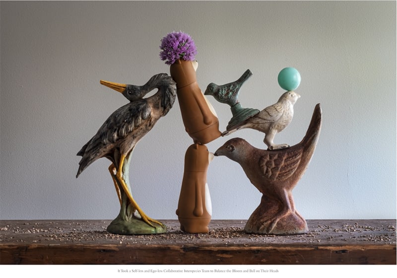 Charlee Brodsky, It Took a Self-less and Ego-less Collaborative Interspecies Team to Balance the Ball and the Bloom on Their...