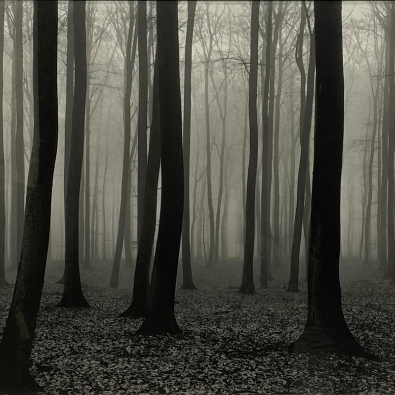 Vincent Vallarino, Luxembourg Woods #2, 1974