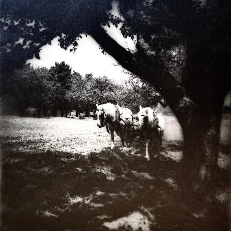 Eleanor Parke Custis, Shade, circa 1938