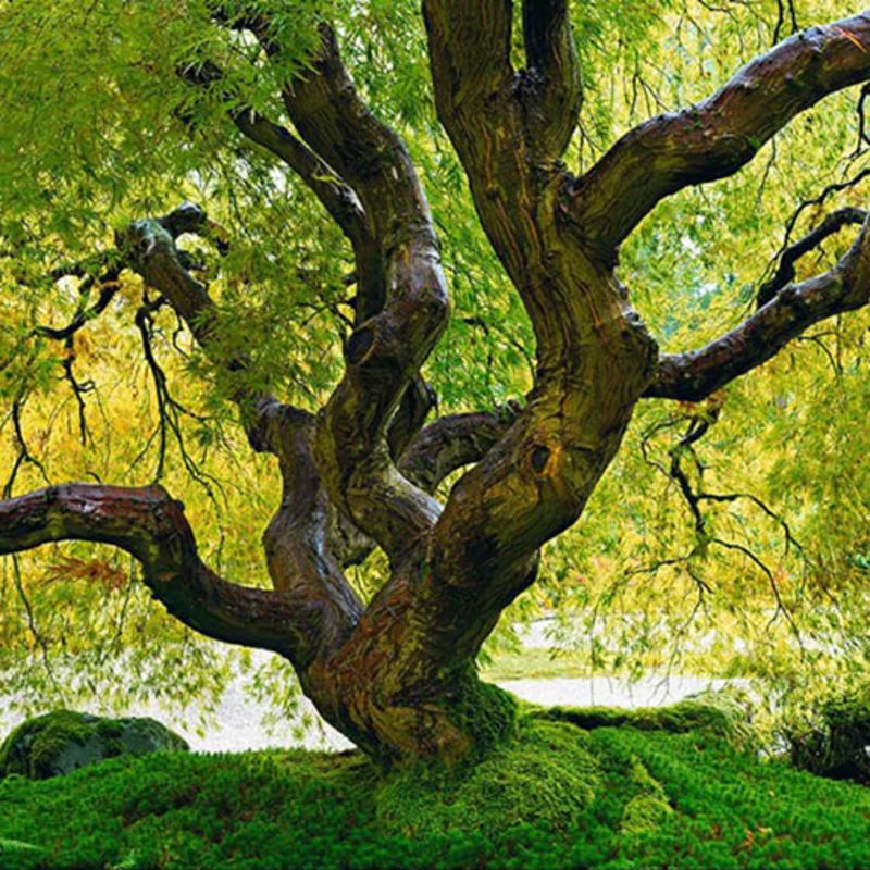 Peter Lik, Tree of Serenity, circa 2013