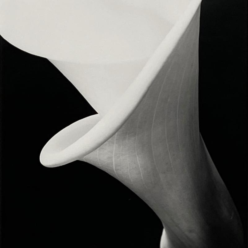 Vincent Vallarino, Calla #5, Conway, NH, 1977