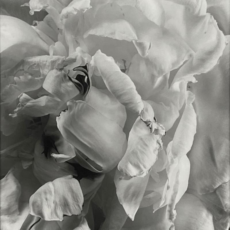 Vincent Vallarino, Peony #2, 1993, Millbrook, NY, 1993
