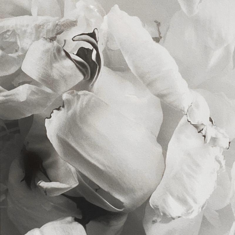 Vincent Vallarino, Peony #1, 1991