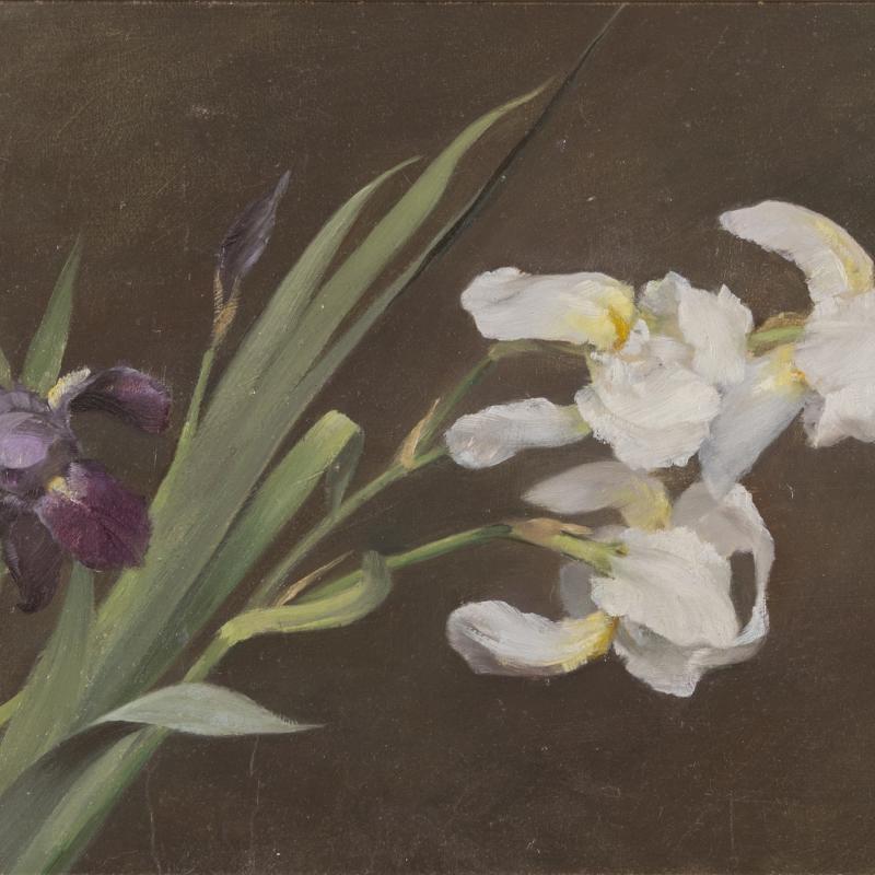 Fannie C. Burr, Purple and White Iris, circa 1895