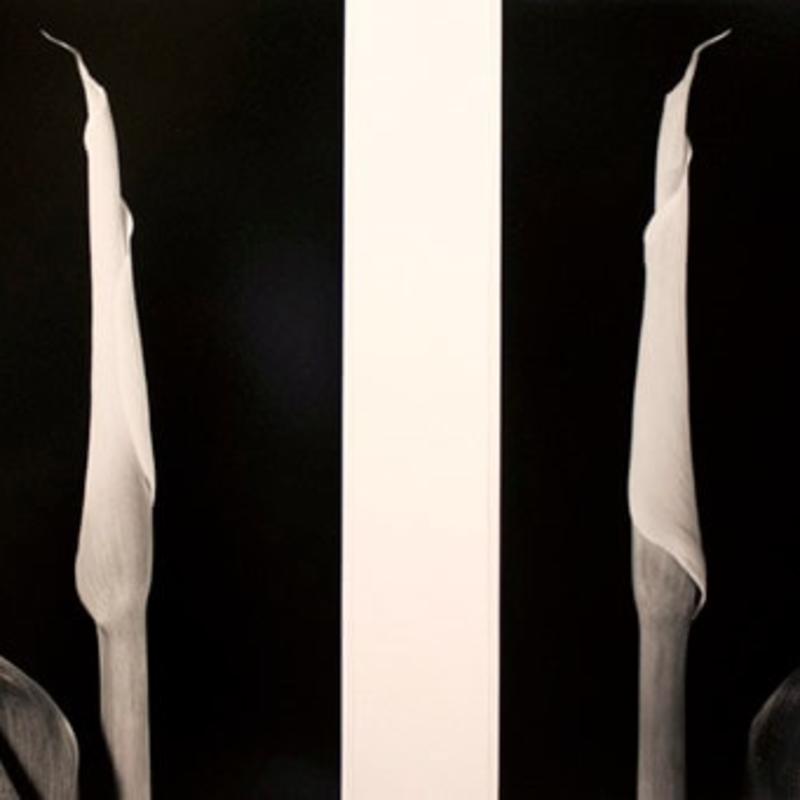 Vincent Vallarino, Calla Diptych