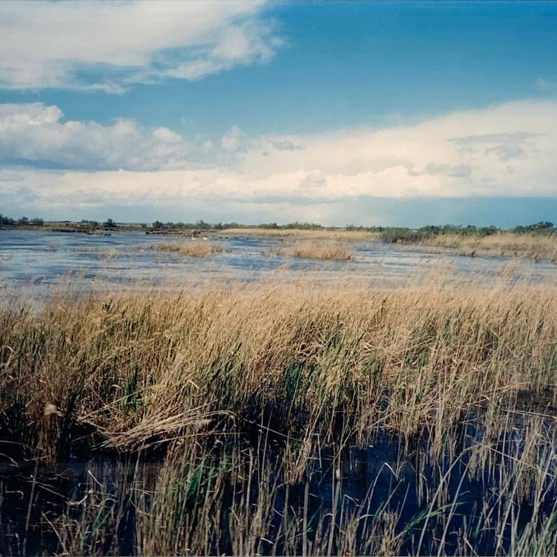 Seton Smith, Marsh with Ducks, 1990
