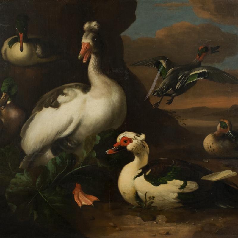 Melchior d'Hondecoeter, Water Fowl, 1636-1695