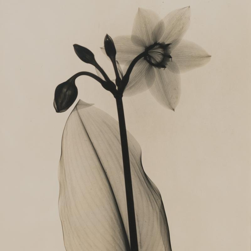 Dain Tasker, Amazon Lily, Circa 1930