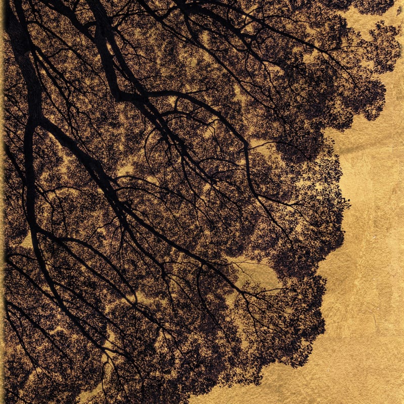 Albarrán Cabrera, The Mouth of Krishna #2005, 2014