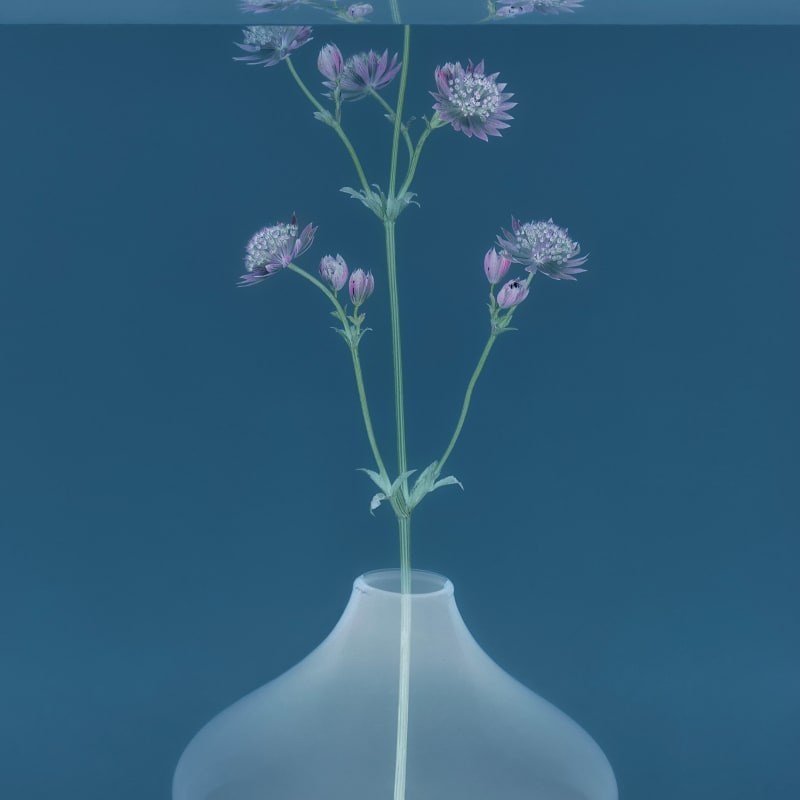 Danielle Kwaaitaal, Mirage Series - Astrantia, 2024
