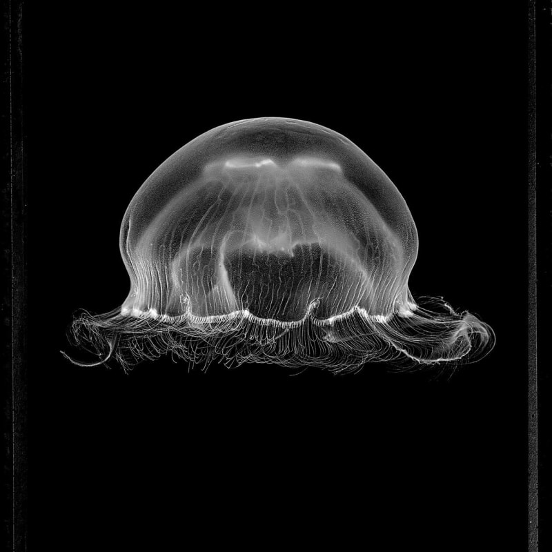 Jan C. Schlegel, Moon Jellyfish #2 (Aurelia Aurita), 2023