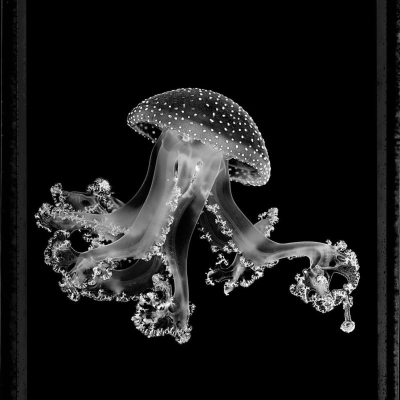 Jan C. Schlegel, Spotted Jellyfish (Phyllorhiza Puctata), 2023
