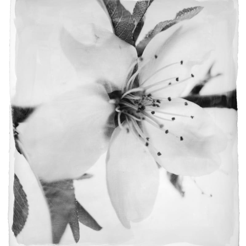 Stephen Inggs, Almond Blossom, 2022