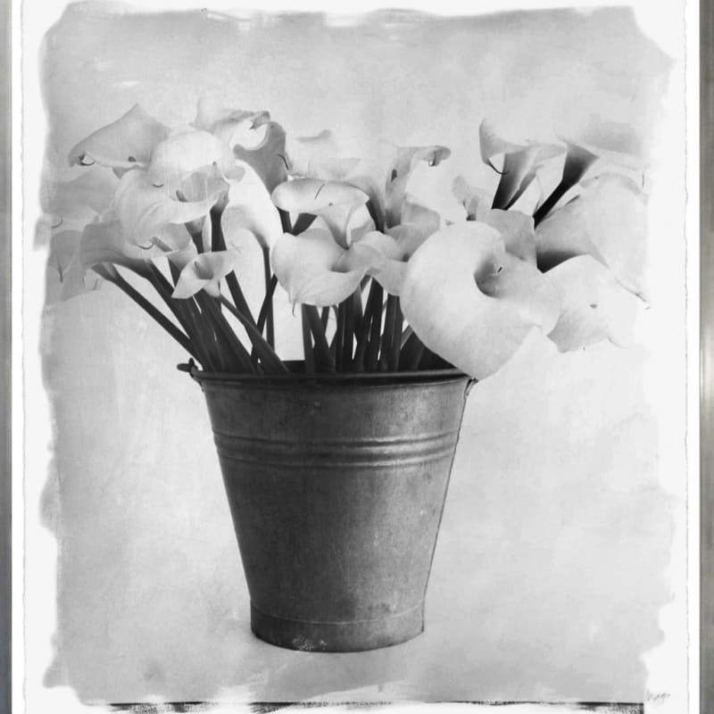 Stephen Inggs, Arum Lilies, 2007
