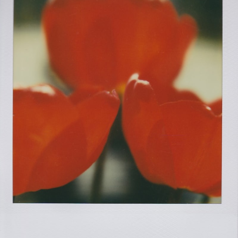 Marion Dubier-Clark Poppy Polaroid 7,7 x 7,9 cm 2.76 x 2.76 in Dim. papier: 10,7 x 8,8 cm