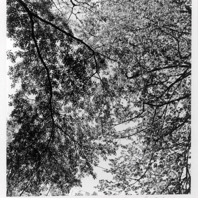 Harry Callahan Ansley Park, Atlanta Tirage gélatino-argentique d'époque, réalisé par l'artiste 14.7 x 15 cm