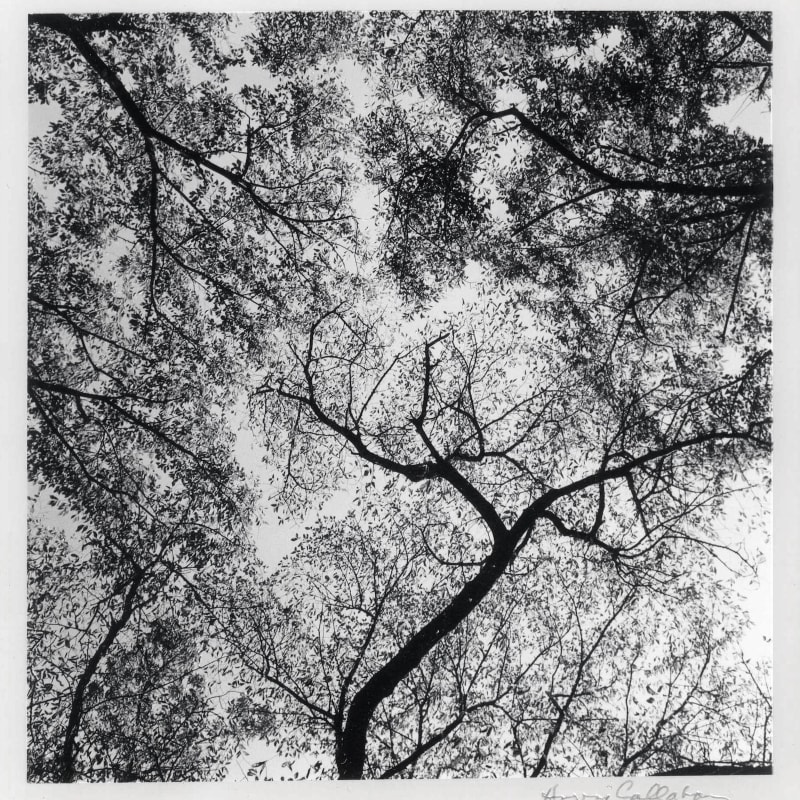 Harry Callahan Ansley Park, Atlanta Tirage gélatino-argentique d'époque, réalisé par l'artiste 14.7 x 15 cm